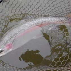 大安トラウトレイク 釣果